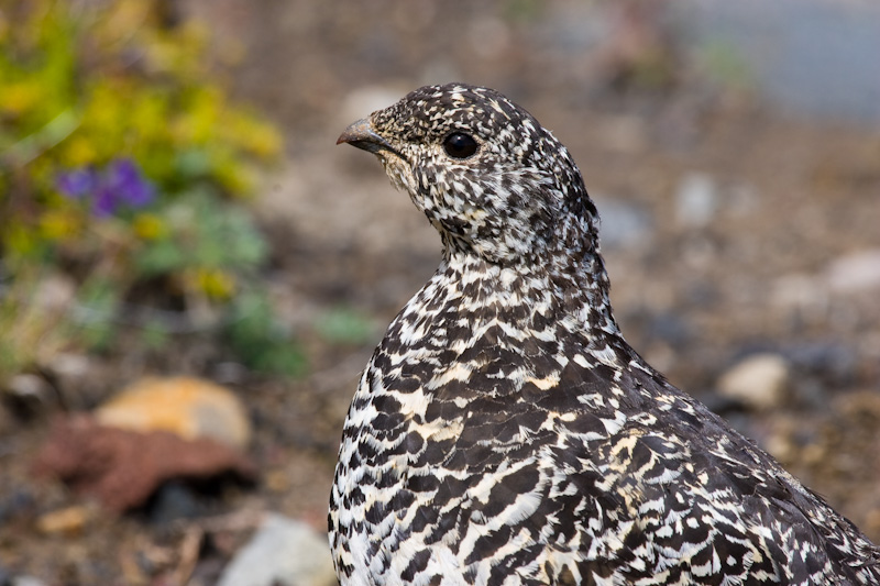 White-Tailed Ptarmigan